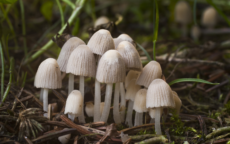 Coprinellus disseminatus